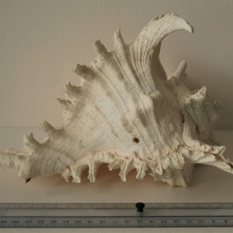 Chicoreus Ramosus