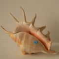 Strombidae Lambis Lambis
