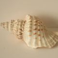 Cymatium Corrugatum