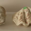 Tridacna Maxima