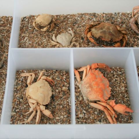 Crabes naturalisés