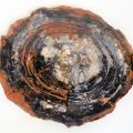 (FOSSILE) Versteinertes Holz