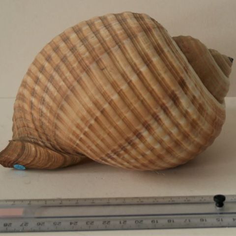 Tonna Galea