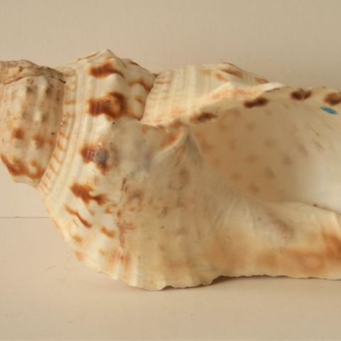 Cymatium Corrugatum