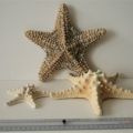Etoile de mer