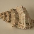 Coralliophila Alucoides