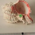 Hexaplex Regius ou Hexaplex Duplex