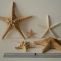 Etoile de mer