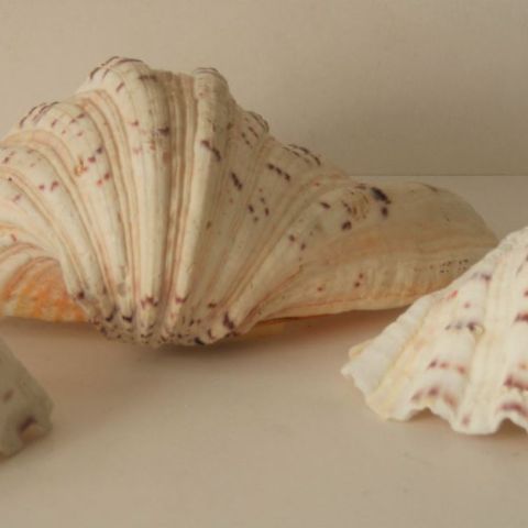 Tridacna Maxima