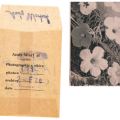Photographie signée d'Andy Warhol, Flowers, tirage numéroté et tamponné, 10 x 7 cm