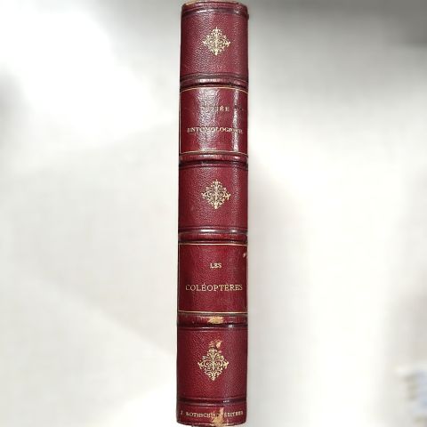 Musée entomologique illustré : Coléoptères avec 48 planches, J. Rothschild, 1876