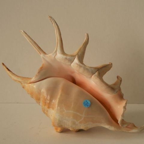 Strombidae Lambis Lambis