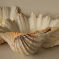 Tridacna Squamosa