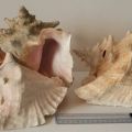 Strombus Gigas