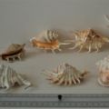 Famille Lambris