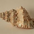 Tritonalia Rubeta