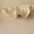 Tridacna Squamosa