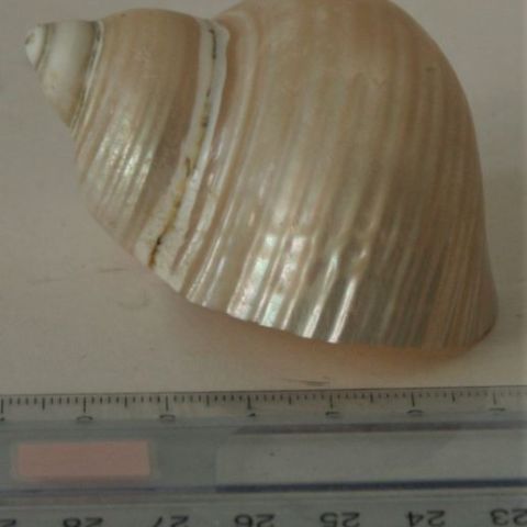 Turbo Bouche d'or
